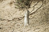 Lesser cavy (Microcavia australis) feeding, Punta Norte, Argentina, April.