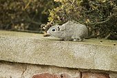 Lesser cavy (Microcavia australis) on wall, Punta Norte, Valdes peninsula, Argentina