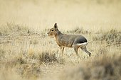 Patagonian mara (Dolichotis patagonum), Península Valdés, Argentina