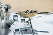 Patagonian mockingbird (Mimus patagonicus), feeding on dead insects on a car's windshield, Punta Norte, Valdes Pneinsula, Argentina.