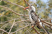 Southern Red-billed Hornbill (Tockus rufirostris) on a branch, South Africa