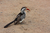Southern Red-billed Hornbill (Tockus rufirostris) on ground, South Africa