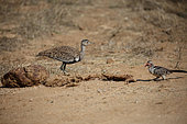 Red-crested bustard (Lophotis ruficrista) prospecting a purse with a South African Hornbill (Tockus rufirostris), South Africa