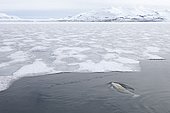 Beluga (Delphinapterus leucas) and fast ice, Brepollen, Hornsund, Southern Spitzbergen, Svalbard