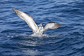 Cory's Shearwater (Calonectris borealis) fishing bychatch over the Atlantic ocean, his islands and tiny islets. Portugal, Madeira and Azores.