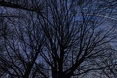 Long time exposure on starry nocturnal sky as seen across a tree, Spain