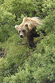 Grizzly (Ursus arctos horribilis ) on bank , Junction Moraine-Funnel , Katmai National Park , Alaska