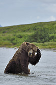 Grizzly (Ursus arctos horribilis ) fishing , Junction Moraine-Funnel , Katmai National Park , Alaska