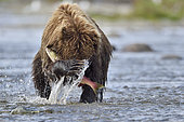 Grizzly (Ursus arctos horribilis) catching a salmon, confluence of Moraine Creek and Funnel Creek, Katmai National Park, Alaska