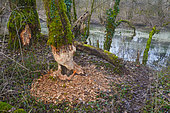 Tree eaten by a European Beaver (Castor fiber), Ain, France
