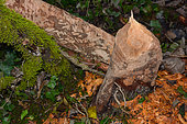 Tree eaten by a European beaver (Castor fiber), with the traces of the teeth very visible, Savoie, France
