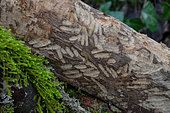 Tree eaten by a European beaver (Castor fiber), with the traces of the teeth very visible, Savoie, France