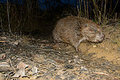 European Beaver (Castor fiber) coming out at dusk, Ain, France