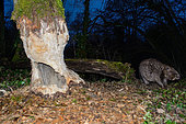 European Beaver (Castor fiber) coming to eat a big tree at dusk, Ain, France