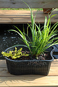 Giant Carex (Carex pendula) and Creeping jenny (Lysimachia nummularia) 'Aurea', aquatic plants in a special basin with Pouzzolane