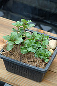 Water mint (Mentha aquatica), Pond plant in a special pond plant basket with burlap to maintain aquatic potting soil