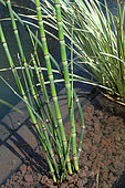 Japanese horsetail (Equisetum japonicum) in a garden pond - pond lagoon with Pozzolana - filtration by aquatic plants