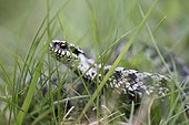 Adder (Vipera berus), male, creeping through grass, Bavaria, Germany