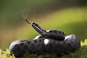 Adder (Vipera berus), curled up, female, darting the tongue in and out, Bavaria, Germany