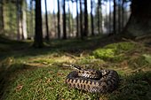 Adder (Vipera berus), curled up, female, darting the tongue in and out, Bavaria, Germany