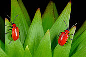 Lily Beetle (Lilioceris lilii). Habitat: parks and gardens. France