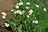 Amplexicaulis buttercup (Ranunculus amplexicaulis). Habitat: subalpine lawns. Endemic of the Pyrenees. Aragon, Spain