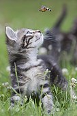 Northern tiger kitten on blooming grass looking at a hummingbird hawk-moth (Macroglossum stellatarum), Alsace, France