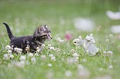Northern tiger kitten on blooming grass with a chick, Alsace, France