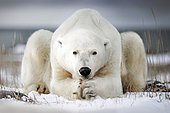 Polar bear seems to pray, Churchill bay, Canada
