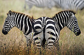 two zebras in the savannah, Tanzania