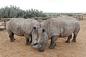 White Rhinoceros (Ceratotherium simum), Karoo Desert, South Africa. Private reserve of Inverdoorn known to recover sick animals and in the field of the fight against poaching in South Africa