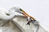 Great Egret ( Egretta alba ) fighting for a fish , Hungary