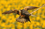Red-footed Falcon (Falco vespertinus ), Offering of the male to his female on branch and background Sunflower in bloom, Hortobagy , Hungary