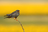 Red-footed Falcon (Falco vespertinus ) male on branch and background Sunflower in bloom, Hortobagy , Hungary
