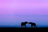 Elephants joust with their trunks