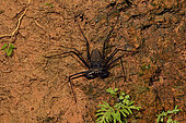 Whip Spider (Heterophrynus alces) in the forest at night near its burrow, Amazonian Park of Guyana, French Guiana