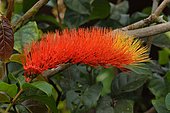 Monkey brush vine (Combretum rotundifolium) inflorescence, Saul, French Guiana