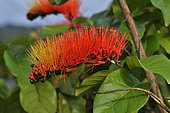 Monkey brush vine (Combretum rotundifolium) inflorescence, Tresor Nature reserve, French Guiana