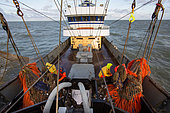 Dutch fishing vessel fishing on the Northies for sole and flounder