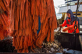Dutch fishing vessel fishing on the Northies for sole and flounder