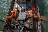 Dutch fishing vessel fishing on the Northies for sole and flounder