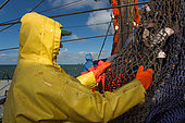 Dutch fishing vessel fishing on the Northies for sole and flounder