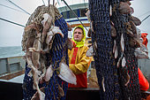 Dutch fishing vessel fishing on the Northies for sole and flounder