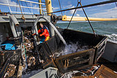 Dutch fishing vessel fishing on the Northies for sole and flounder