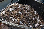Dutch fishing vessel fishing on the Northies for sole and flounder