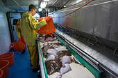 Dutch fishing vessel fishing on the Northies for sole and flounder