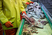 Dutch fishing vessel fishing on the Northies for sole and flounder