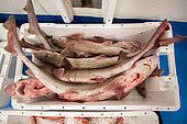 Dutch fishing vessel fishing on the Northies for sole and flounder