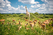 Kasane, Botswana - Chobe National Park Impala (Aepyceros melampus) and Giraffe (Giraffa camelopardalis)
