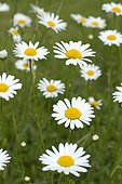 Oxeyedaisy (Leucanthemum vulgare) flowers